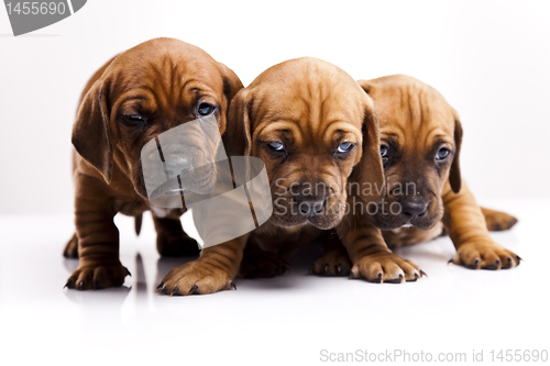 Image of Puppies amstaff,dachshund