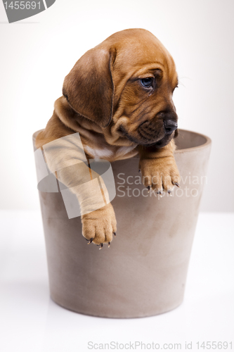Image of Dog 