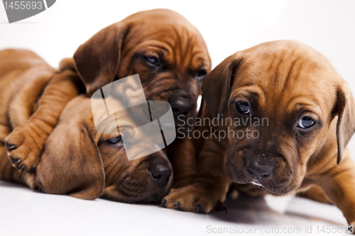 Image of Puppies amstaff,dachshund