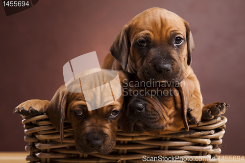 Image of Puppies, wicker basket 