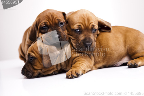 Image of Puppies amstaff,dachshund