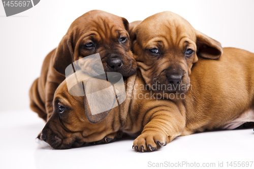 Image of Baby dogs