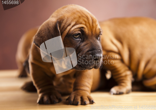 Image of Puppies amstaff,dachshund