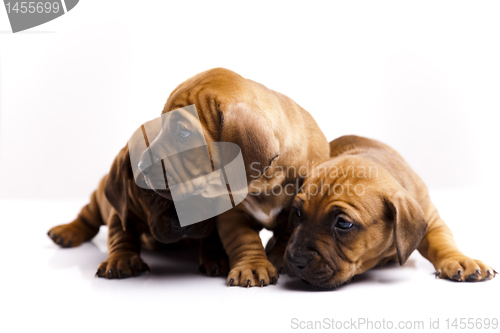 Image of Puppies amstaff,dachshund