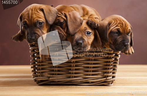 Image of Puppies, wicker basket 