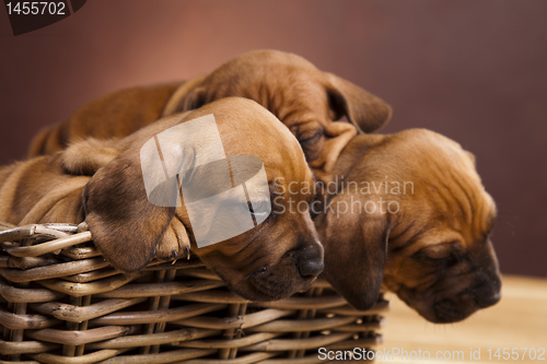 Image of Puppies, wicker basket 