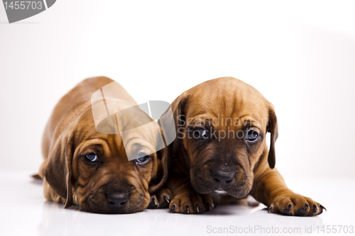 Image of Baby dogs