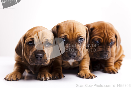 Image of Puppies amstaff,dachshund