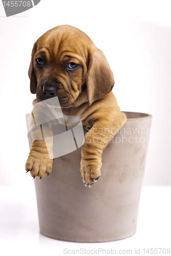 Image of Dog 