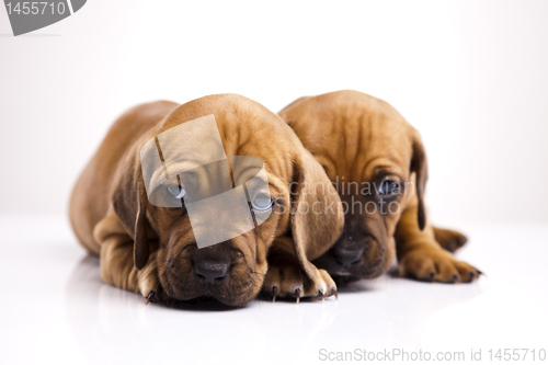 Image of Puppies amstaff,dachshund