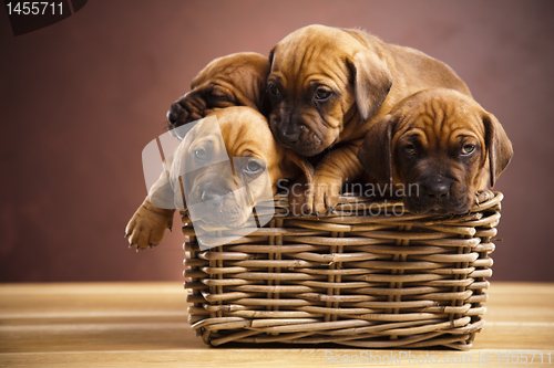 Image of Puppies, wicker basket 