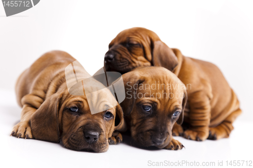 Image of Puppies amstaff,dachshund