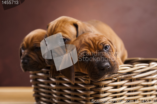 Image of Puppies, wicker basket 