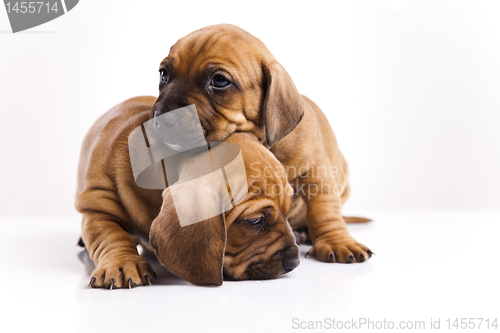 Image of Puppies amstaff,dachshund