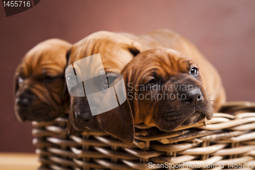 Image of Puppies, wicker basket 