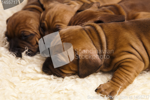 Image of Sleepy Puppy