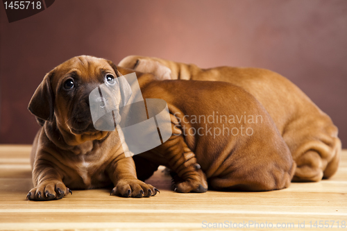 Image of Puppies amstaff,dachshund