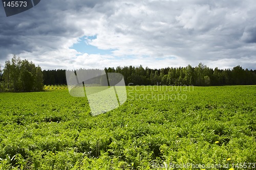 Image of Field