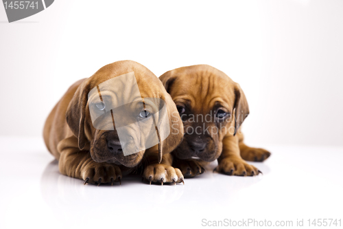 Image of Puppies amstaff,dachshund