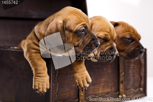 Image of Baby dogs
