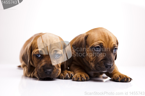 Image of Baby dogs