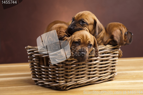 Image of Puppies, wicker basket 