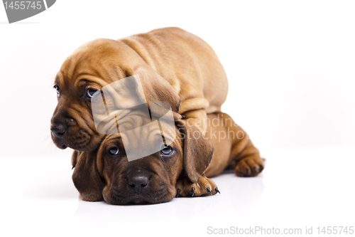 Image of Baby dogs