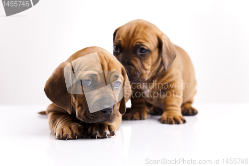 Image of Baby dogs