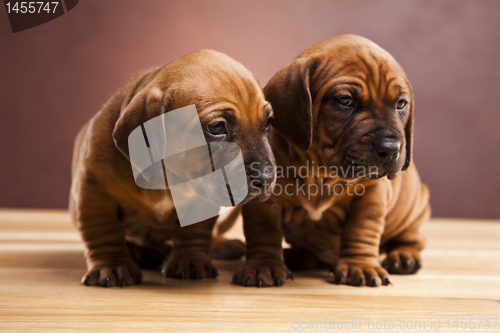 Image of Baby dogs