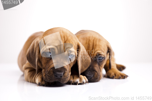 Image of Baby dogs