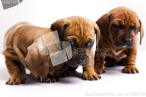 Image of Baby dogs