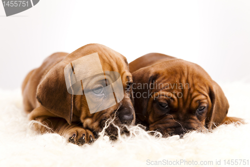 Image of Baby dogs