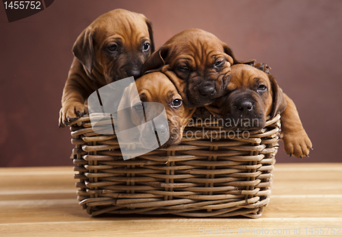 Image of Puppies, wicker basket 