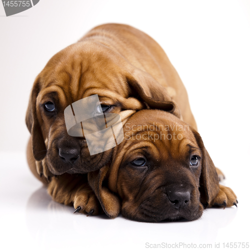 Image of Baby dogs