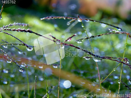 Image of Raindrops