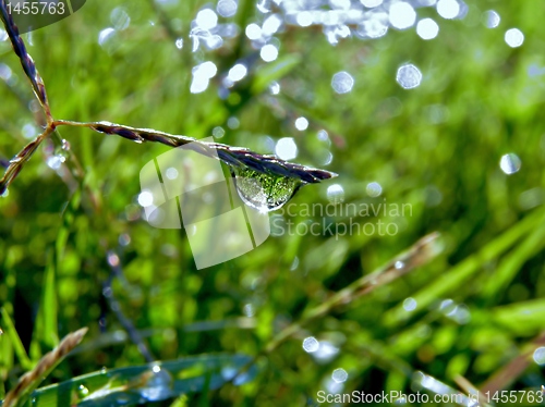 Image of Raindrops