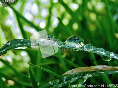 Image of Raindrops