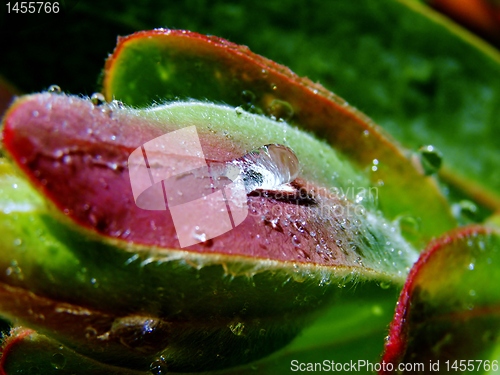 Image of Raindrops