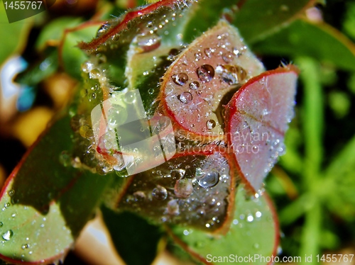 Image of Raindrops