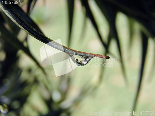 Image of Raindrops