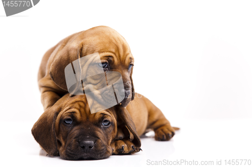 Image of Baby dogs