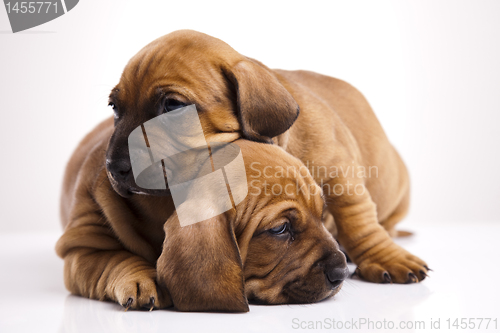 Image of Puppies amstaff,dachshund