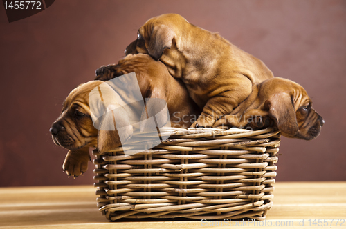 Image of Puppies, wicker basket 