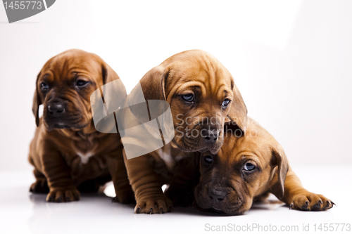 Image of Baby dogs