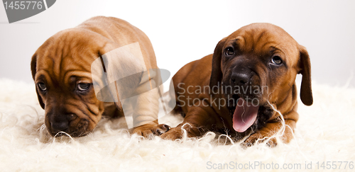 Image of Baby dogs