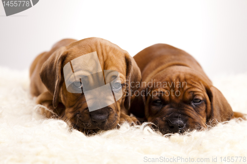 Image of Baby dogs