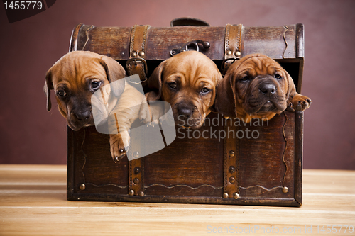 Image of Baby dogs