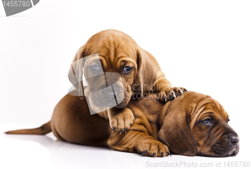 Image of Puppies amstaff,dachshund