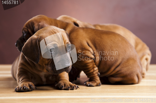 Image of Baby dogs