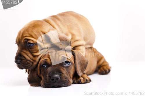 Image of Puppies amstaff,dachshund